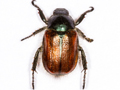 Phyllopertha horticola